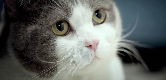 荧屏萌宠PK 《喵星人抢不到》大战“汪星人”