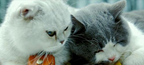 《喵星人抢不到2》热播 深情暖萌猫惹网友心疼