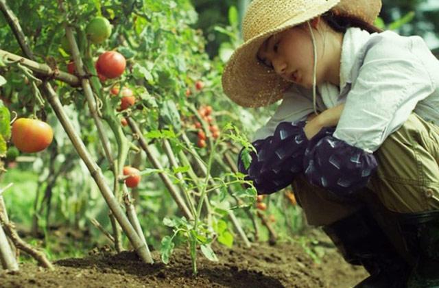 麦田电影院:《小森林夏秋篇》美少女田园求食