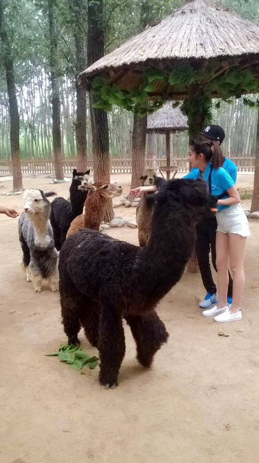 颖儿《女神新装》动物园遇萌宠 与羊驼秒变朋友