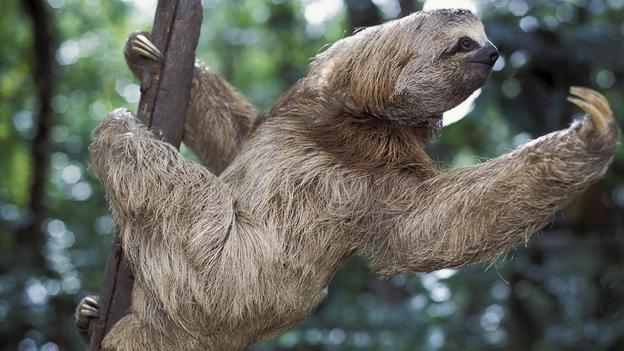 在英语中,它是"sloth/懒惰"(七宗罪之一).