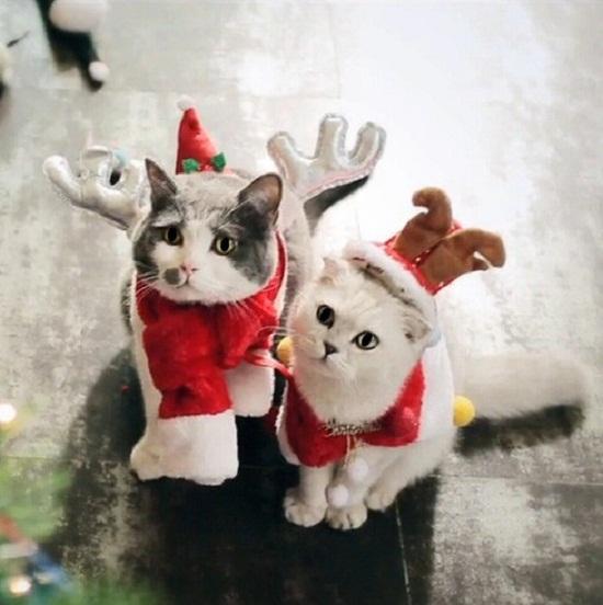 《喵星人抢不到》热播 “抢不到”演绎最暖男猫