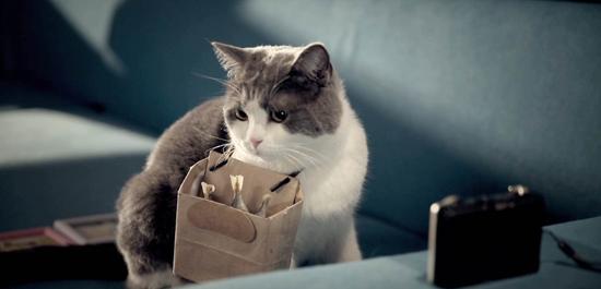 《喵星人抢不到》或制作第二季 萌猫大战人类_娱乐_腾讯网