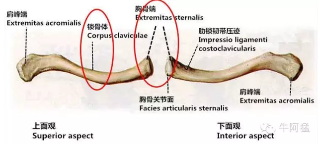 怎么看自己是不是骨架小 132850997.png