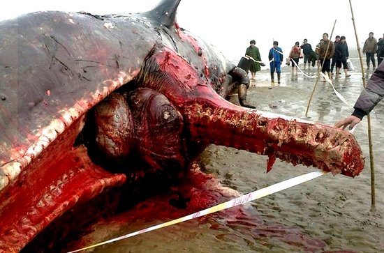 刘孟哲遭滨海网友攻击 谴责割鲸事件成导火索
