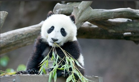 中国网络电视台熊猫频道发布 全天直播熊猫生