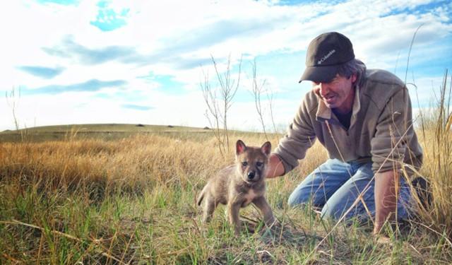 第一眼看不到狼妈会怎样 《狼图腾》调教大揭