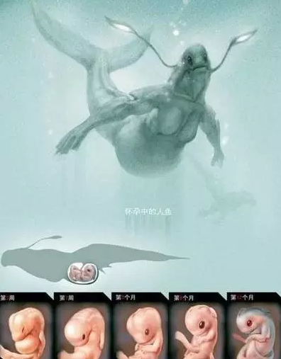 想看看真正的美人鱼吗?戳这里!_娱乐_腾讯网