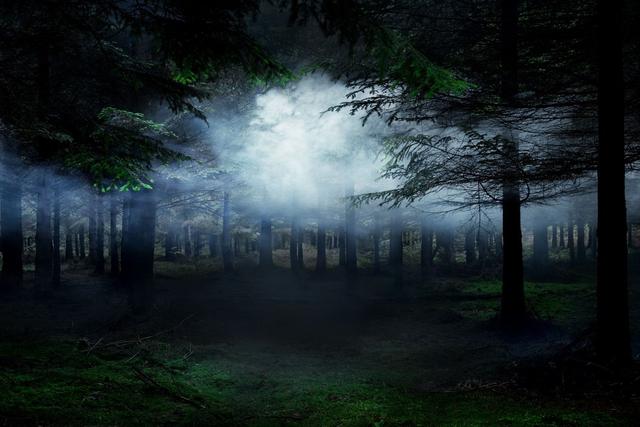 摄影师的森林密语:树群记录者Ellie Davies