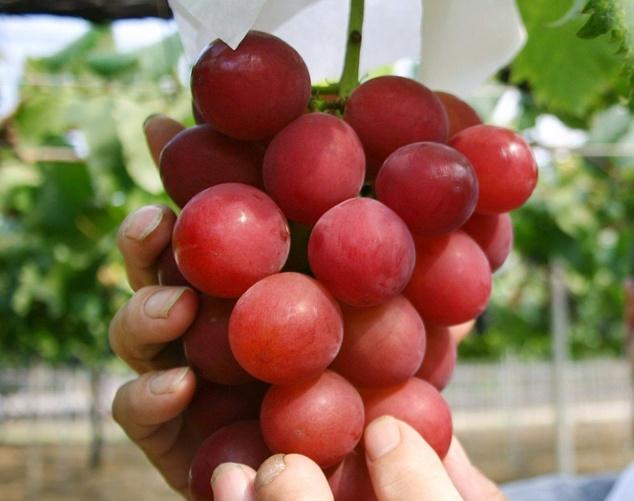 全球最贵葡萄:日本一串葡萄拍出7.23万元