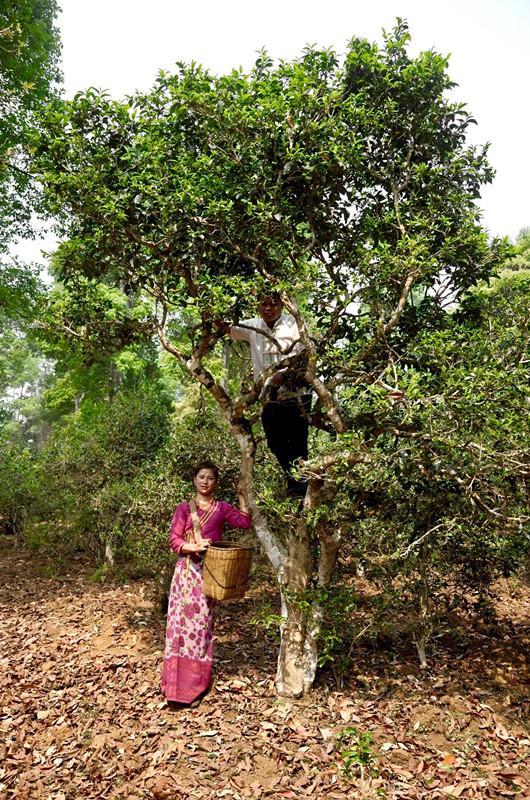 只为遇见真心好茶,2019"百山百味"七彩云南庆沣祥正山古树茶发布