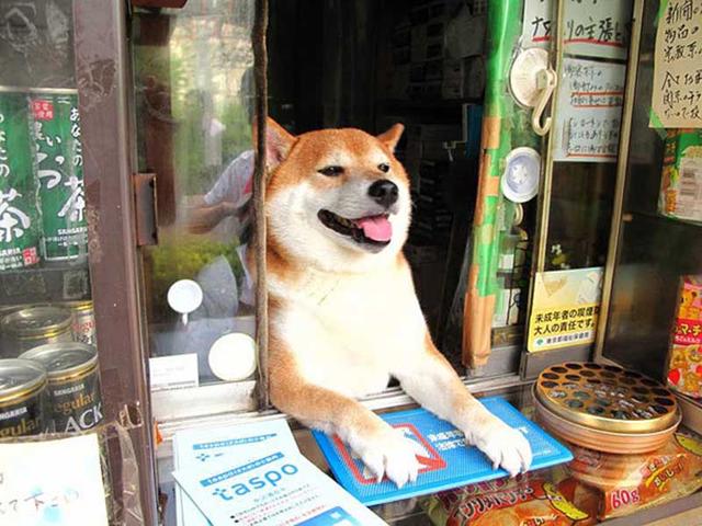谁说狗狗只能看家 日本的柴犬还可以当店员
