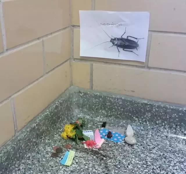 一只蟑螂死在美国的大学教学楼后.