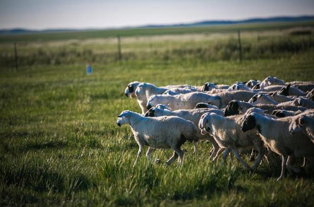 呷哺呷哺升级业态,美食溯源引领食材高标准