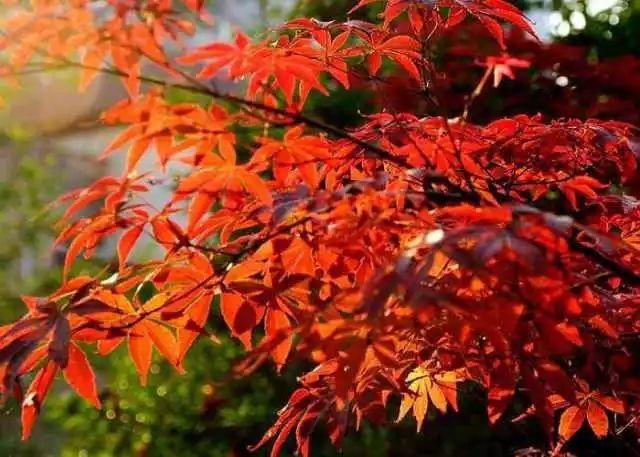 枫叶色火到杨幂都在涂,今年冬天仙女必备的口红就是它啦!