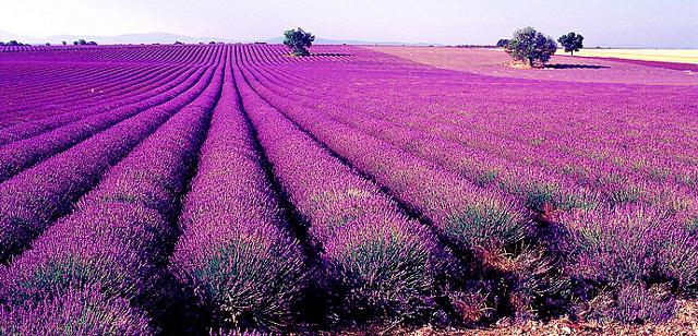 夏夜漫漫 让熏衣草精油来安抚你的肌肤和心灵