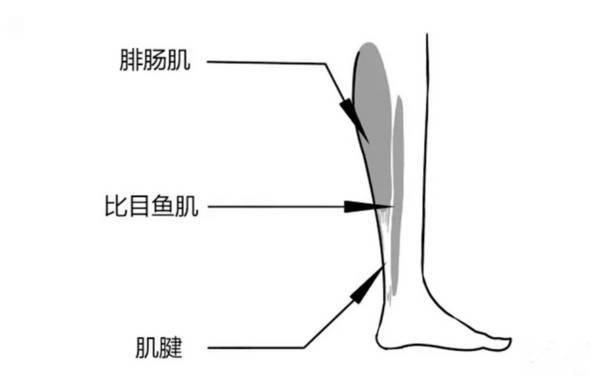 八公举:小腿外翻的原因不是骨头,拯救“剪刀腿”姿势.gif,变成长直美腿再来谢我