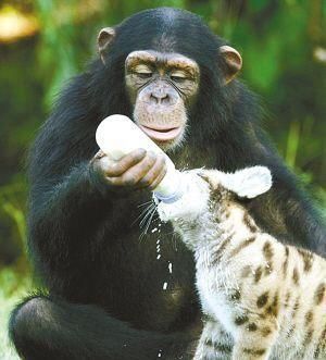 黑猩猩代理妈妈 照顾幼豹幼虎_国际综合