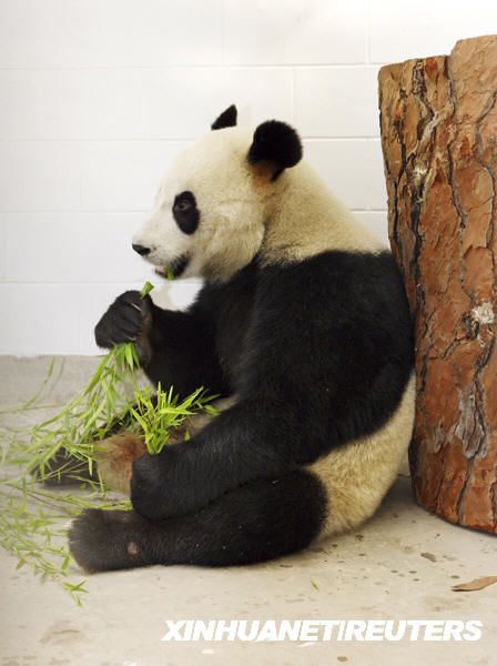 澳大利亚民众喜迎中国大熊猫_财经新闻