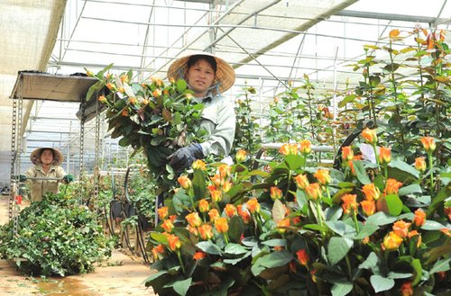 越南花卉出口发展迅速_新闻滚动
