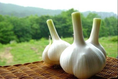 大蒜成投机客新金融玩具