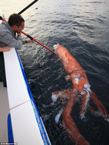 渔民在澳洲海域发现巨型红色章鱼 长约4米(图)