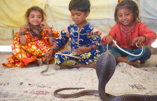 印度儿童竟把毒蛇当玩具(组图)