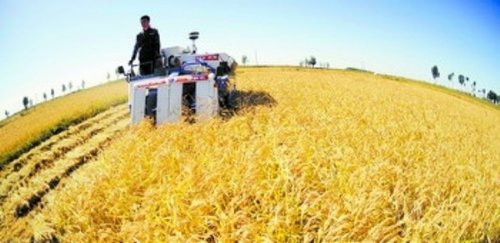 吉林省白城市镇赉县农民在收割水稻