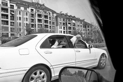 喂，你家“汪星人”买过保险吗？