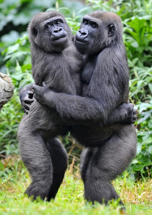 悉尼动物园两只猩猩用拥抱表示友好(组图)