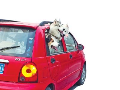 10月8日下午，郑州市经三路上，一辆私家车里突然露出三个狗头，让从旁边经过的车主吓了一跳。