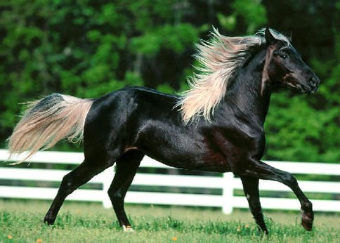 6匹汗血宝马9月上海觅主总身价高达3000万元_财经_腾讯