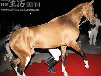 品种最全的马匹展览