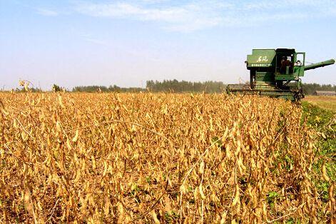 国产大豆价格普跌一到两成 种植大户亏16万
