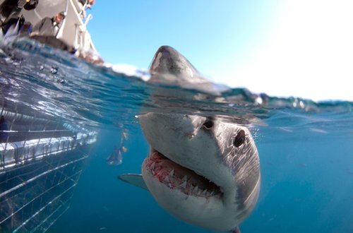 惊险!摄影师拍摄鲨鱼遭围攻_财经_腾讯网