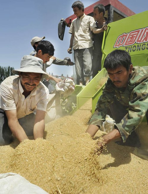 疏勒县英阿瓦提乡喀帕村农民在收获小麦(图)