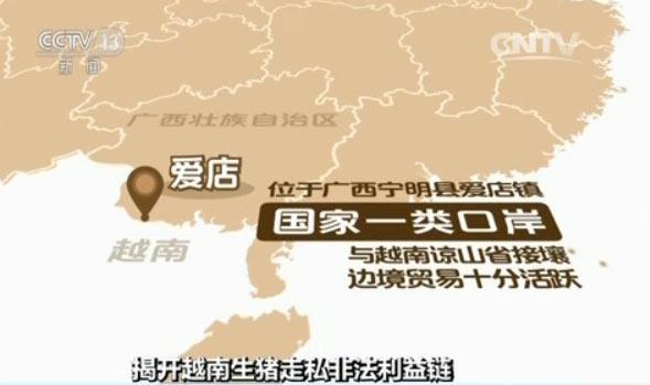 央视揭秘越南生猪走私利益链：1天上万头偷渡中国
