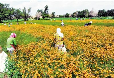 天价昆仑雪菊从黄金价跌到白菜价