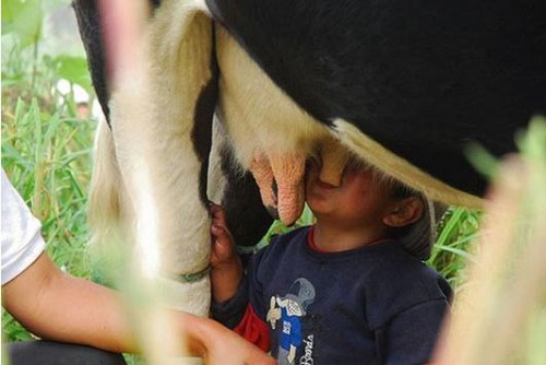 盘点国外宝宝囧照 吮吸奶牛乳汁与猪接吻(组图