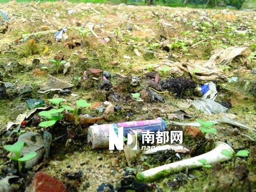 （被曝光半年后，番禺金山村菜地里，仍然随处可见废电池。图片来源：南都记者 杨希越 摄）