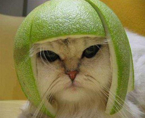 戴果皮头盔的猫咪斗士