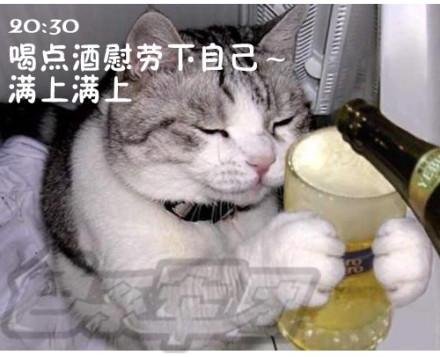 猫咪搞笑屌丝表情 演绎上班族的一天[组图]