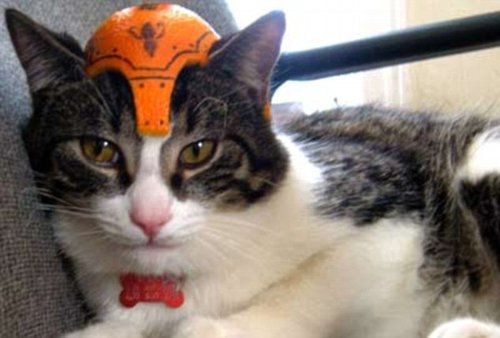 戴果皮头盔的猫咪斗士