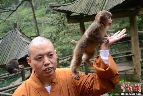 最萌和尚延参法师重返峨眉 猴子又来调戏