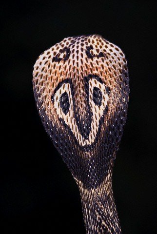 揭秘最危险的20种蛇