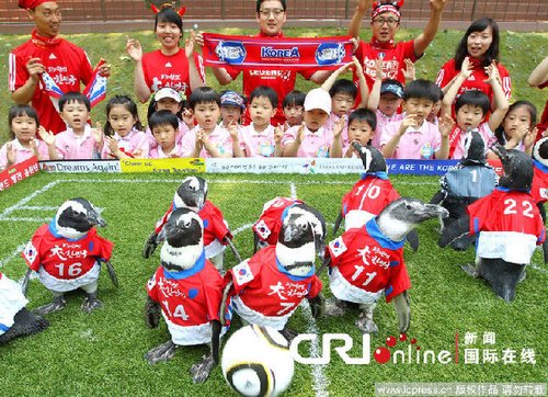 韩国小企鹅踢足球迎接世界杯(高清组图)