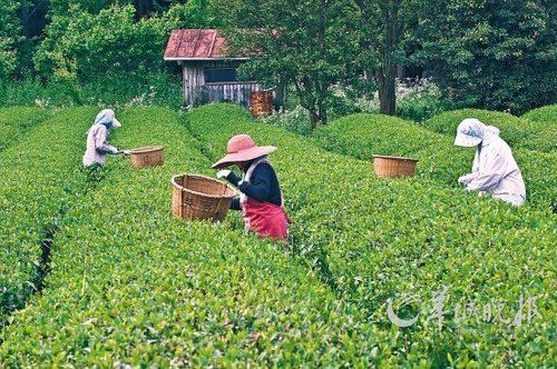 据日本农业综合研究所的数据统计:目前日本从
