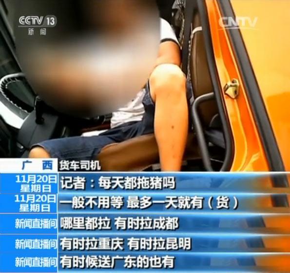 央视揭秘越南生猪走私利益链：1天上万头偷渡中国
