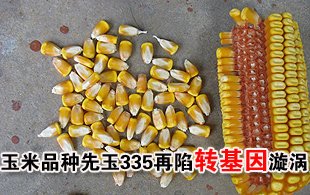 玉米品种先玉335再度陷入转基因漩涡