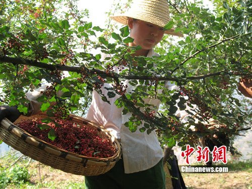 甘肃陇南深山藏椒 千年椒乡终露头